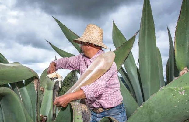 Degustación de pulque - Foto 3