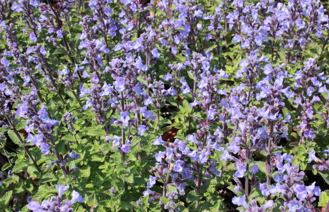 Visita al liquorificio Casa Nepeta + Degustazione - Foto 5