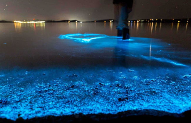 Tour del plancton luminiscente en kayak por Auckland - Foto 5