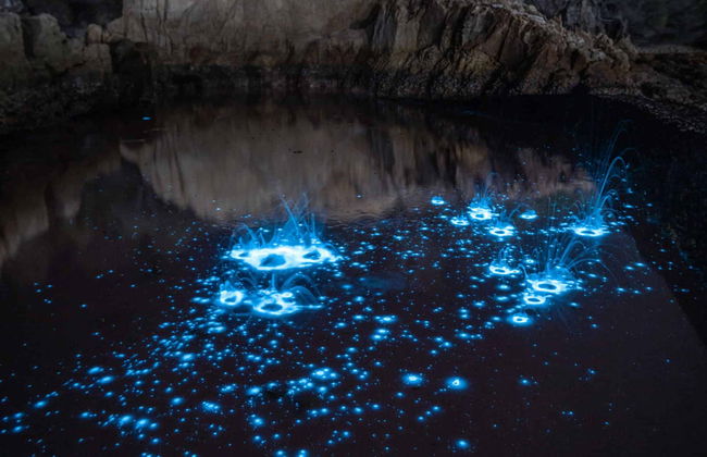 Tour del plancton luminiscente en kayak por Auckland - Foto 4