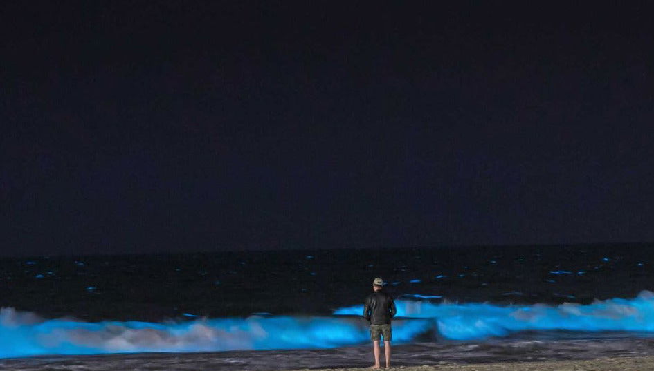 Balade en kayak à la découverte du plancton luminescent à Auckland - Photo 1