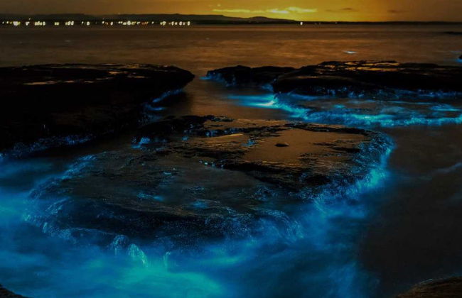 Tour del plancton luminiscente en kayak por Auckland - Foto 7