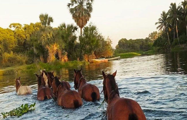 Passeio a cavalo ao pôr do sol na praia de Puerto Suelo - Tour noturno - Foto 4