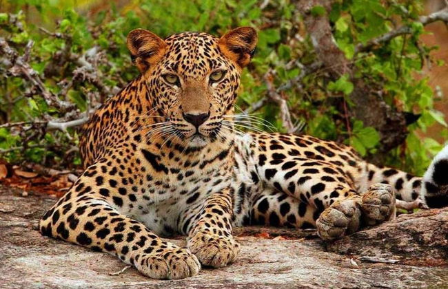 Safari privado por el Parque Nacional Yala - Foto 3