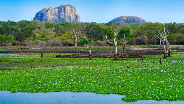 Private Yala National Park Safari - Photo 5
