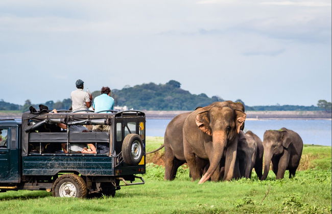Safari privado por el Parque Nacional Yala - Foto 6