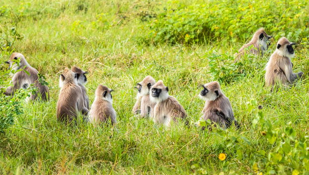 Private Yala National Park Safari - Photo 4