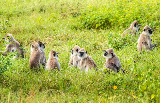 Private Yala National Park Safari - Photo 4
