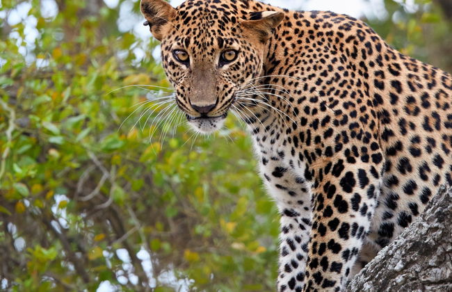 Safari privado por el Parque Nacional Yala - Foto 4