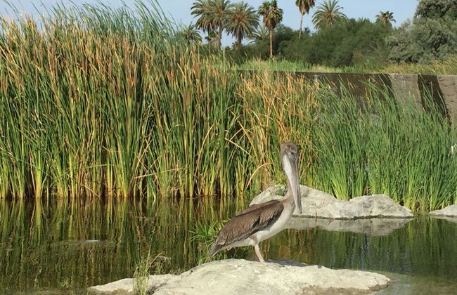 Observación de aves en Todos Santos - Foto 4