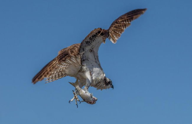 Observación de aves en Todos Santos - Foto 2