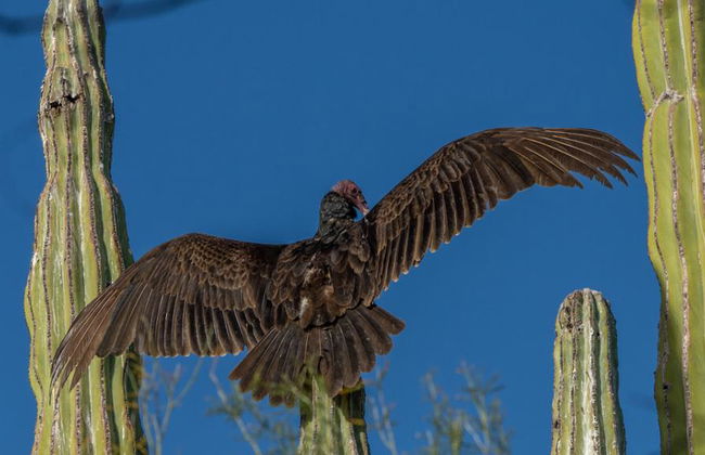 Observación de aves en Todos Santos - Foto 3
