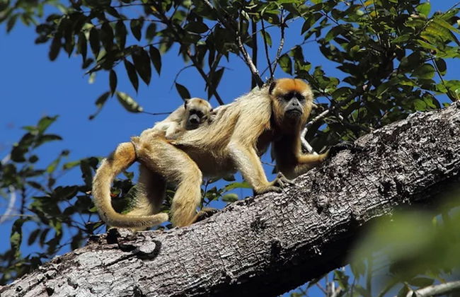 Safári pelo Pantanal - Foto 4