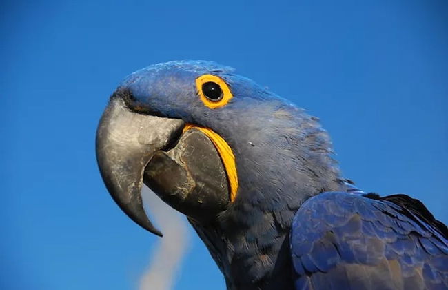 Safári pelo Pantanal - Foto 3