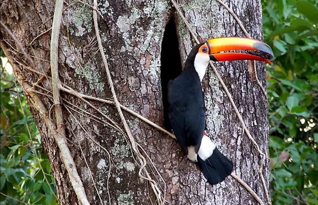 Safári pelo Pantanal - Foto 5