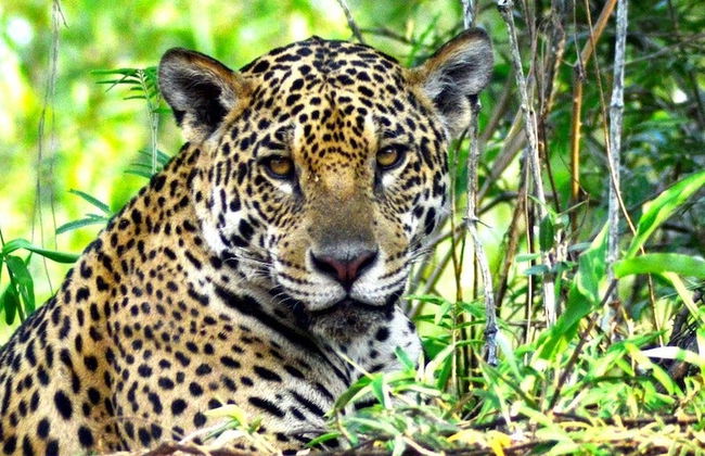 Safári pelo Pantanal - Foto 8