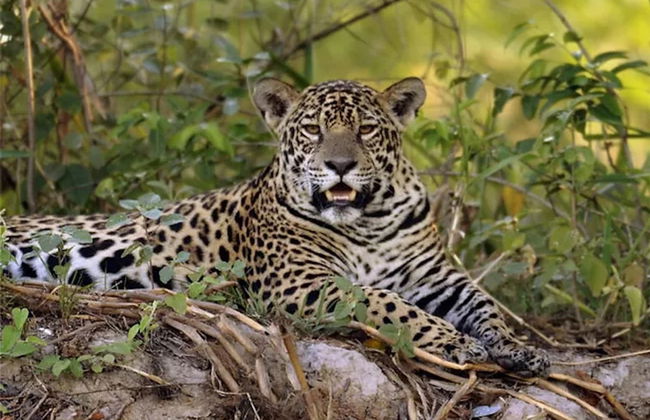 Safári pelo Pantanal - Foto 1