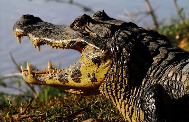 Safári pelo Pantanal - Foto 2