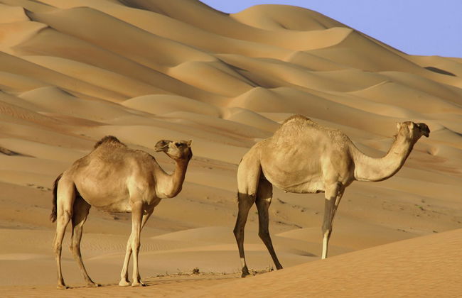 Excursión de un día completo a Wahiba Sands - Foto 3