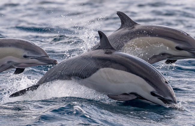 Avistamiento de delfines en Isla Aguada - Foto 3