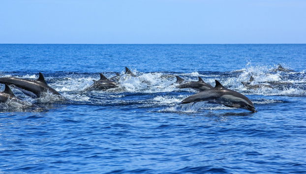 Avistamiento de delfines en Isla Aguada - Foto 2