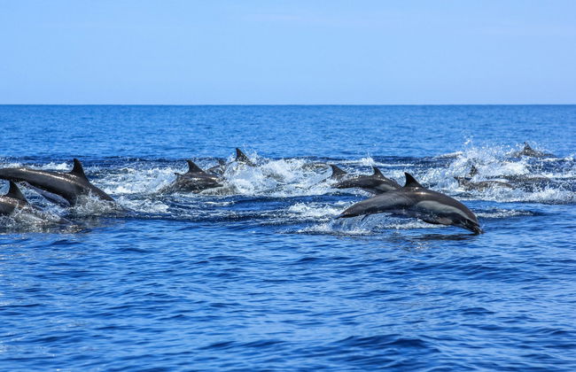 Avistamiento de delfines en Isla Aguada - Foto 2