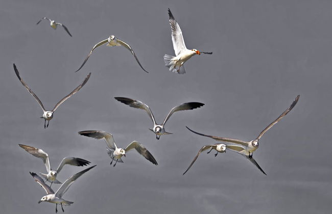 Avistamiento de delfines en Isla Aguada - Foto 6