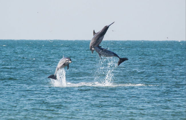 Avistamiento de delfines en Isla Aguada - Foto 8