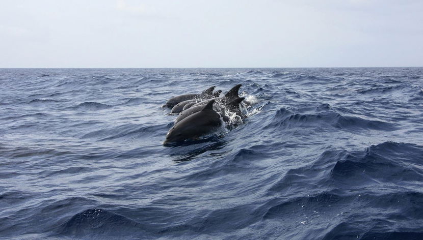 Aguada Island Dolphin Watching - Foto 2