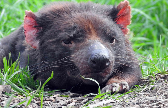 Tasman Island Boat Trip - Photo 6