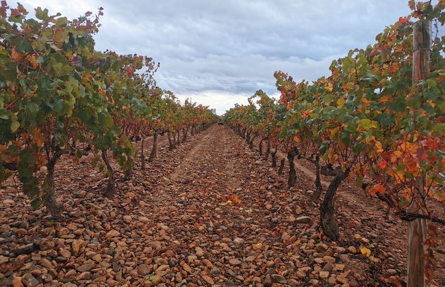 Visita a Vinos Heraclio Alfaro - Foto 4