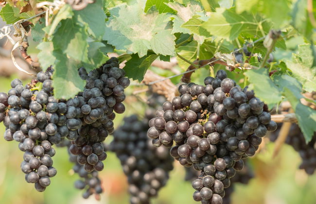 Visita a Vinos Heraclio Alfaro - Foto 6