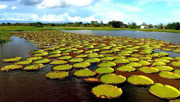 Tour pelo canal do Jari - Foto 2