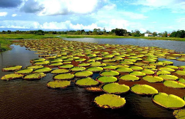 Tour pelo canal do Jari - Foto 2