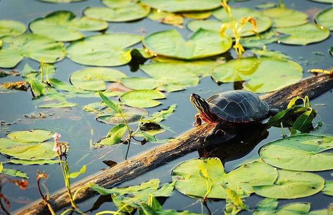 Tour pelo canal do Jari - Foto 6