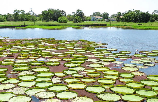 Tour pelo canal do Jari - Foto 8
