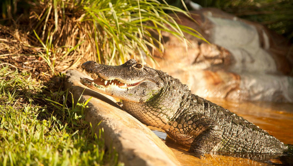 Everglades Private Airboat Tour - Foto 1