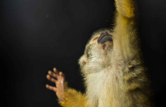 Trilha noturna por uma reserva natural de Manuel Antonio - Foto 7