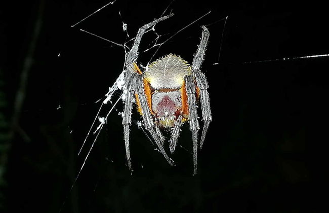 Night Walk in a Private Reserve - Photo 2