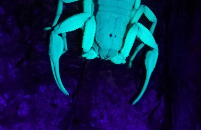 Night Walk in a Private Reserve - Photo 3