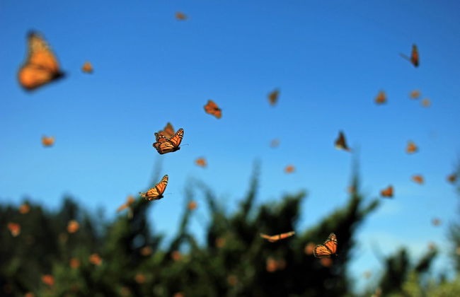 Excursión al santuario de mariposas monarca El Rosario - Foto 7