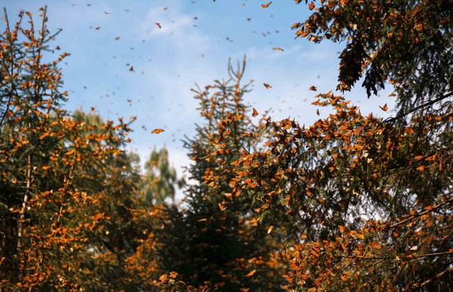 Excursión al santuario de mariposas monarca El Rosario - Foto 1
