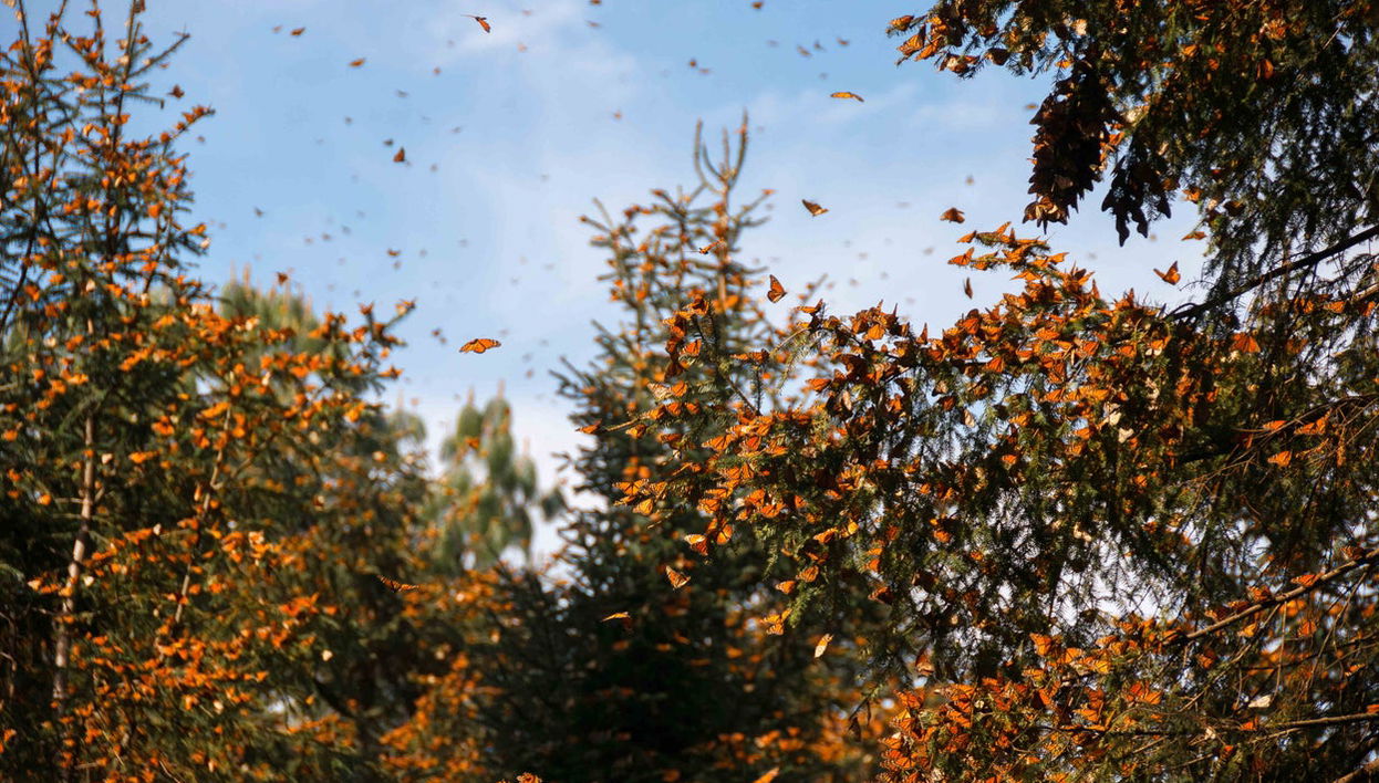 Excursión al santuario de mariposas monarca El Rosario - Foto 1