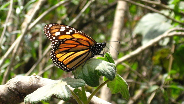 Excursión al santuario de mariposas monarca El Rosario - Foto 5