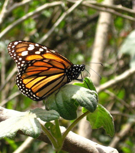 Foto de Excursión al santuario de mariposas monarca El Rosario