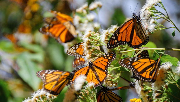 Excursión al santuario de mariposas monarca El Rosario - Foto 2