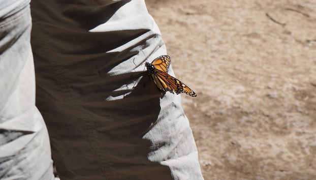 Excursión al santuario de mariposas monarca El Rosario - Foto 3