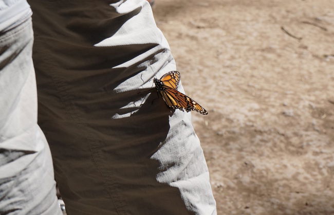 Excursión al santuario de mariposas monarca El Rosario - Foto 3