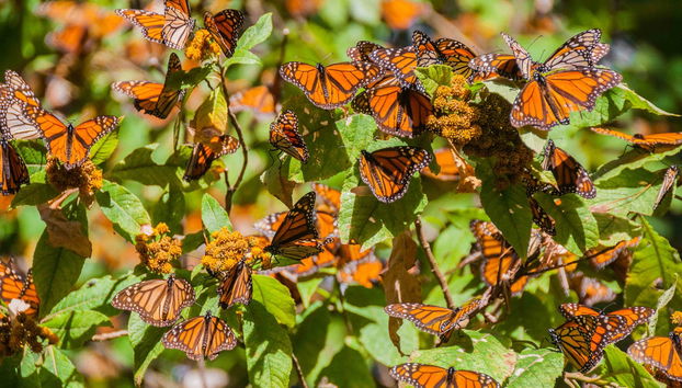 Excursión al santuario de mariposas monarca El Rosario - Foto 4