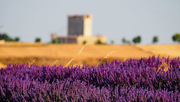 Visita guiada por Tiedra - Foto 2